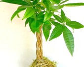 Kokedama, A Braided Money Tree, Easy To Care plant, A Perfect Gift For Dad