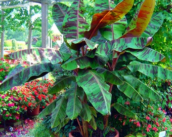 Dwarf Musa Banana Tree plant, A Perfect Indoor House Plant Or A Perfect Housewarming Gift