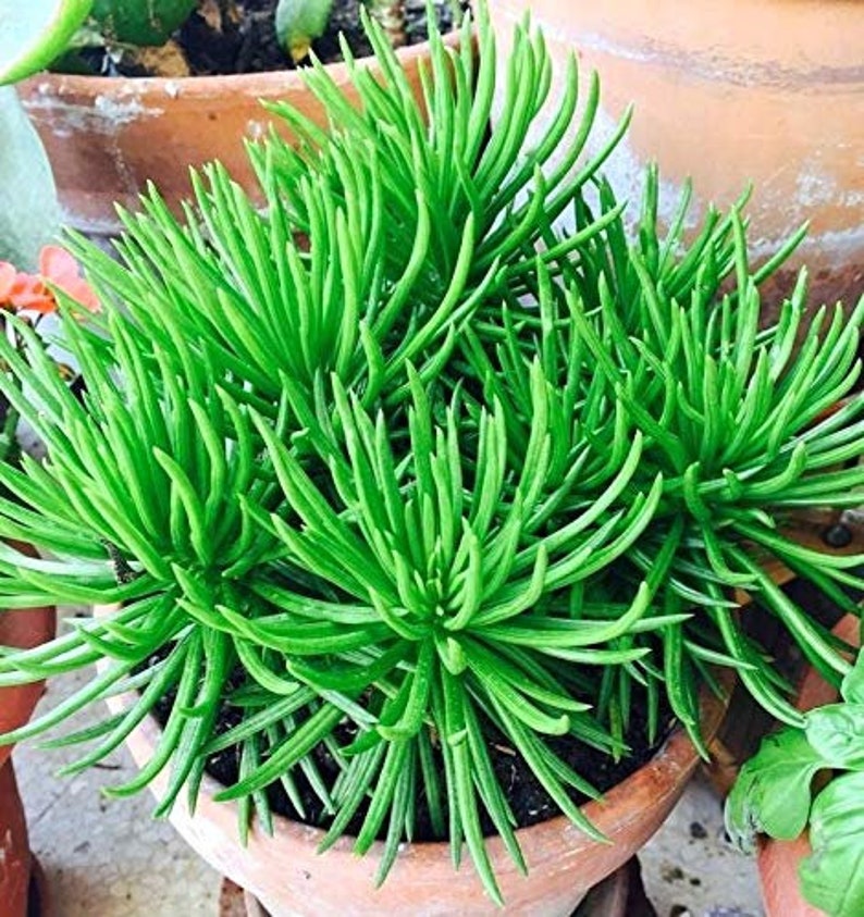 Senecio Barbertonicus Succulent Cutting Easy To Root Our GUARANTEE image 1