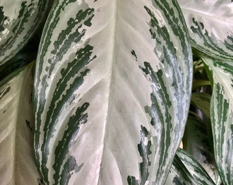 Variegated Aglaonema Silver A Perfect Houseplant OUR GUARANTEE