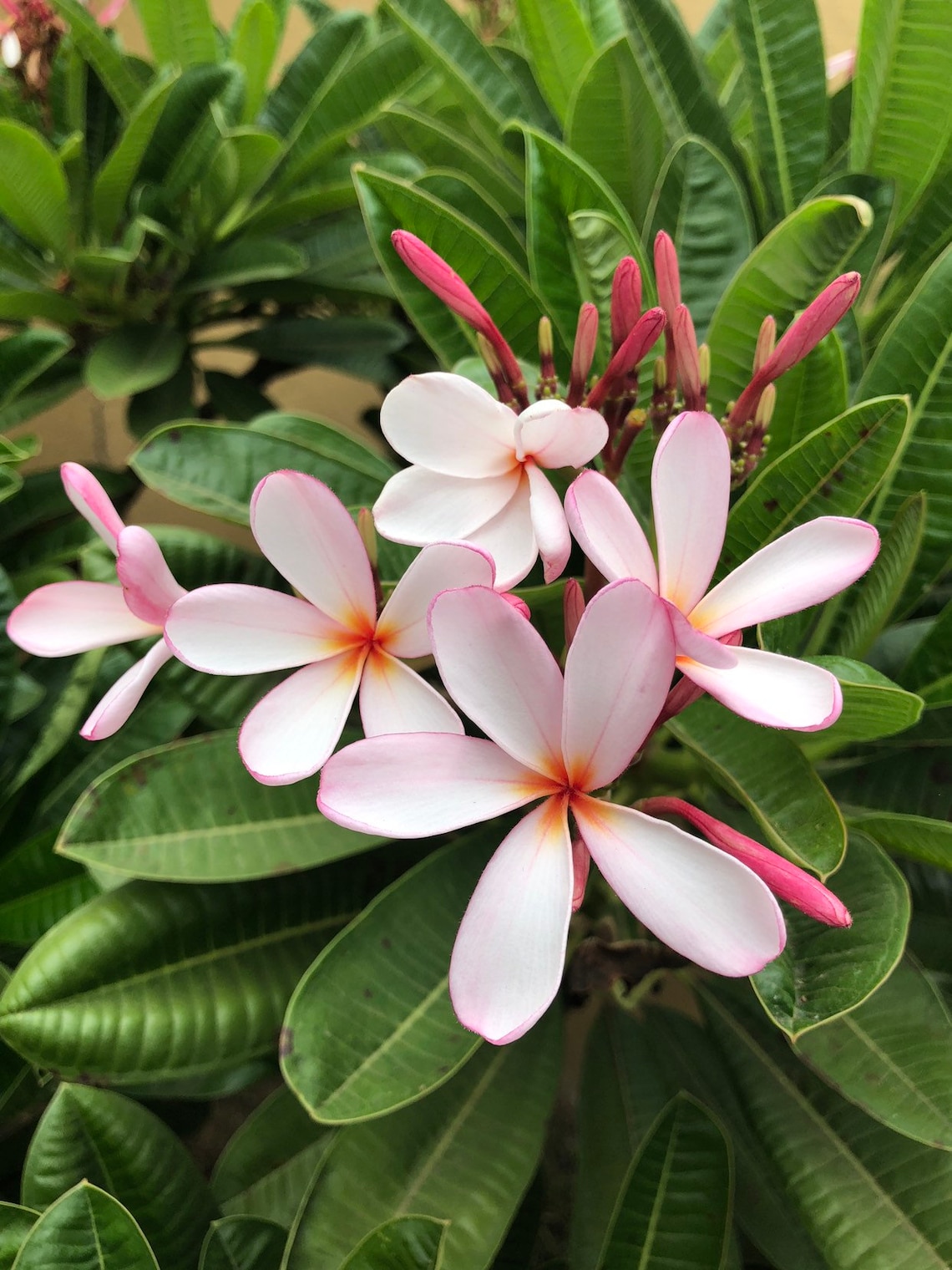 Dwarf Singapore Cutting Plumeria Tree Easy To Grow OUR Etsy