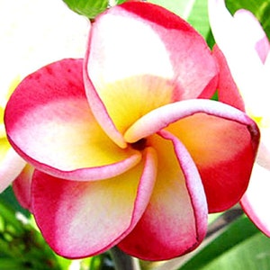 Exotic Pink Plumeria Plant – Tropical Frangipani Tree with Soft Pink Blooms – Live Rooted or Cutting Plant