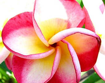 May include: Close-up of a vibrant plumeria flower. The petals are a gradient of colors, with a bright yellow center, transitioning to white, and edged with a deep red. The flower's spiral arrangement is clearly visible.