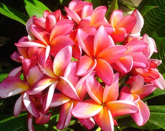Pink Hawaiian Plumeria Plant – Fragrant Frangipani Flower, Live Rooted Cutting