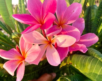 Plumeria Pink Flowers, A Perfect Gift OUR GUARANTEE