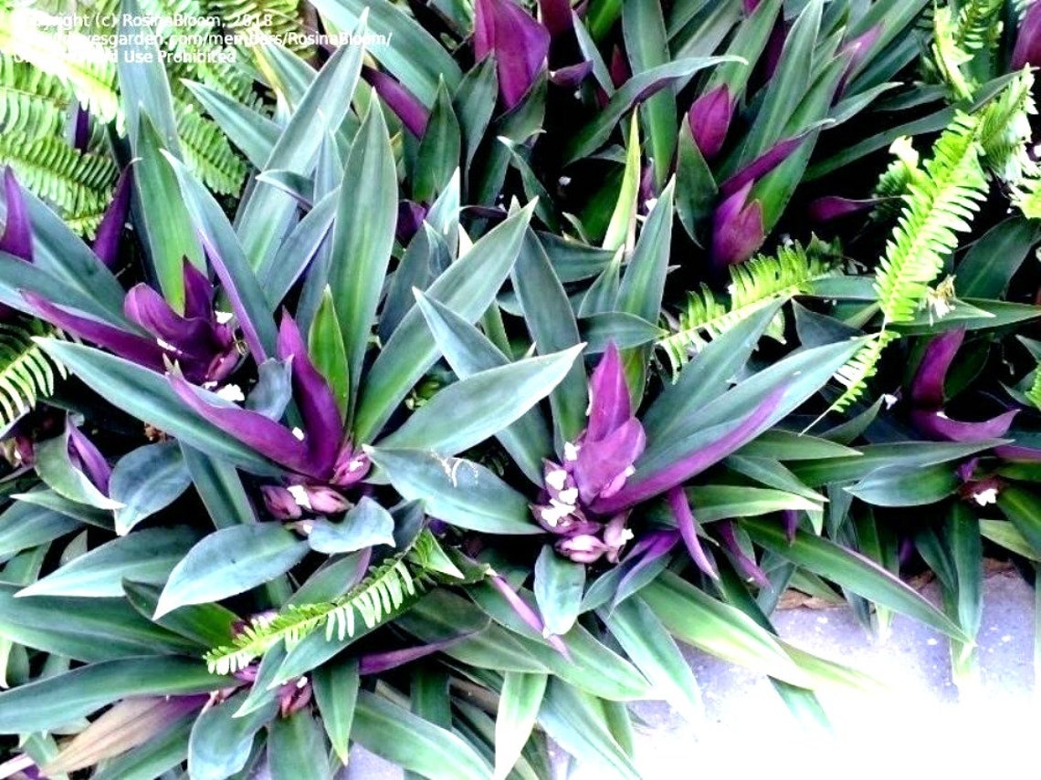 Rooted Starter Oyster Plant Easy to Grow OUR GUARANTEE Etsy