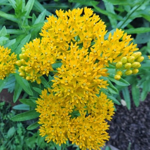 Asclepias Milkweed Starter Plants Easy To Grow OUR GUARANTEE image 5