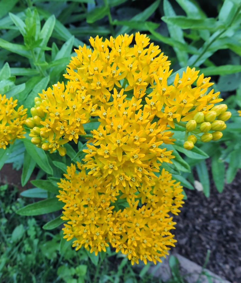 Asclepias Milkweed Starter Plants Easy To Grow OUR GUARANTEE image 5