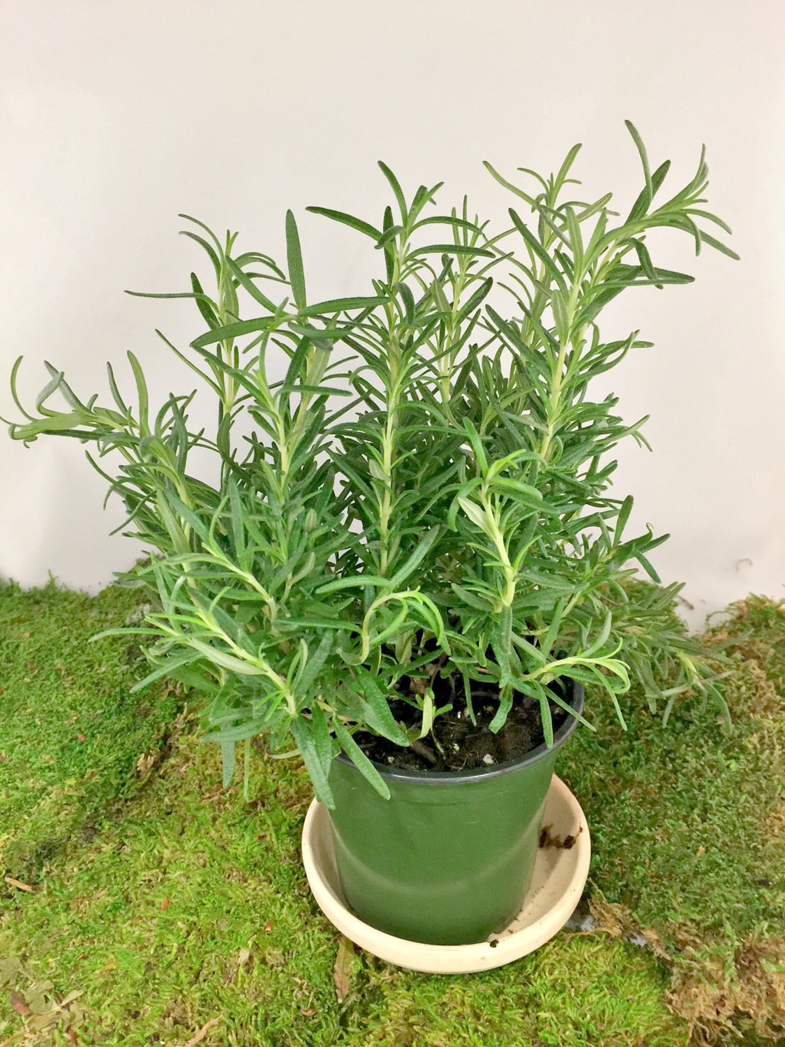Live Rosemary Herb Plant Rosemary Herb Collection A