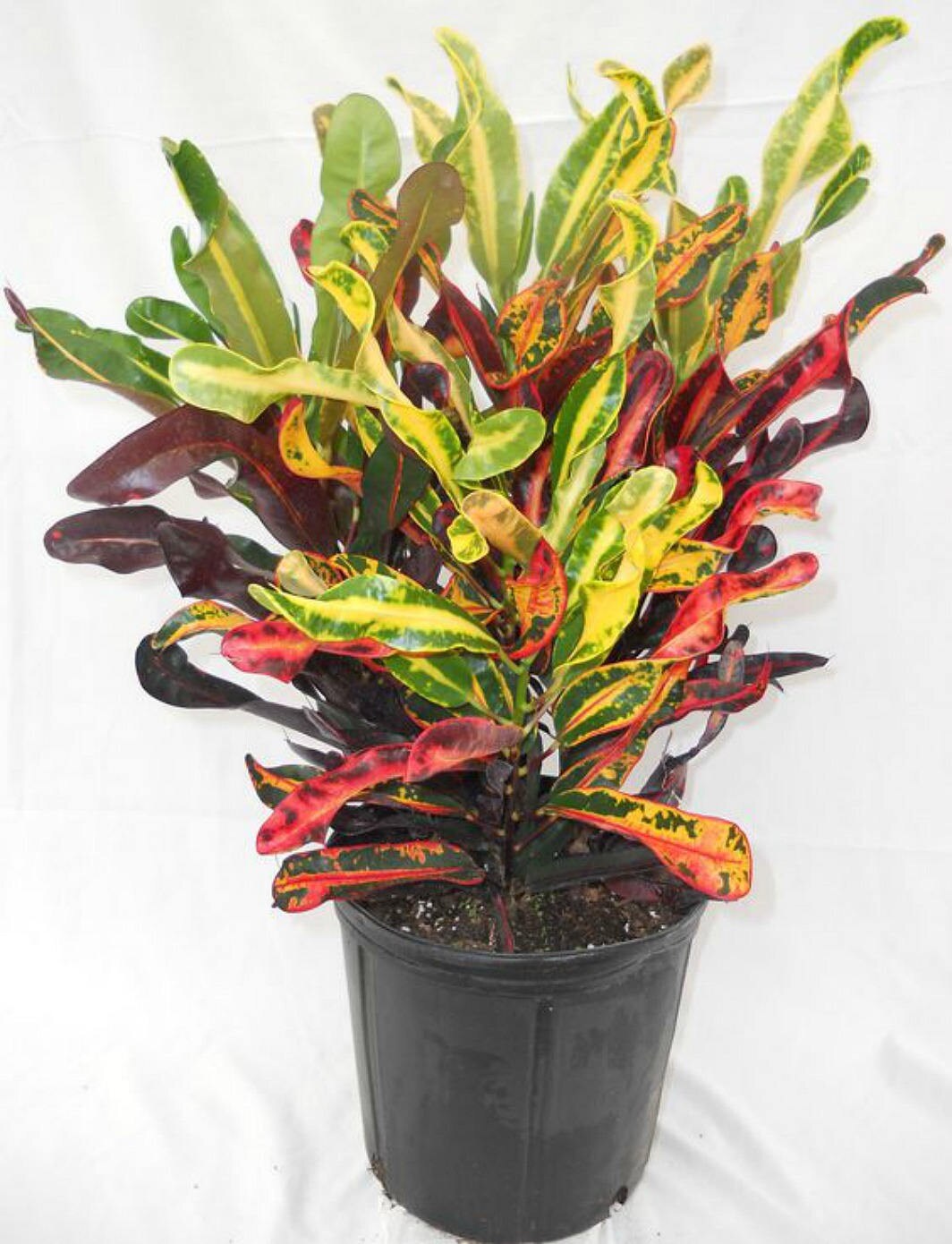 Tropical Croton Plant Yellow Croton Leaves Tropical Etsy