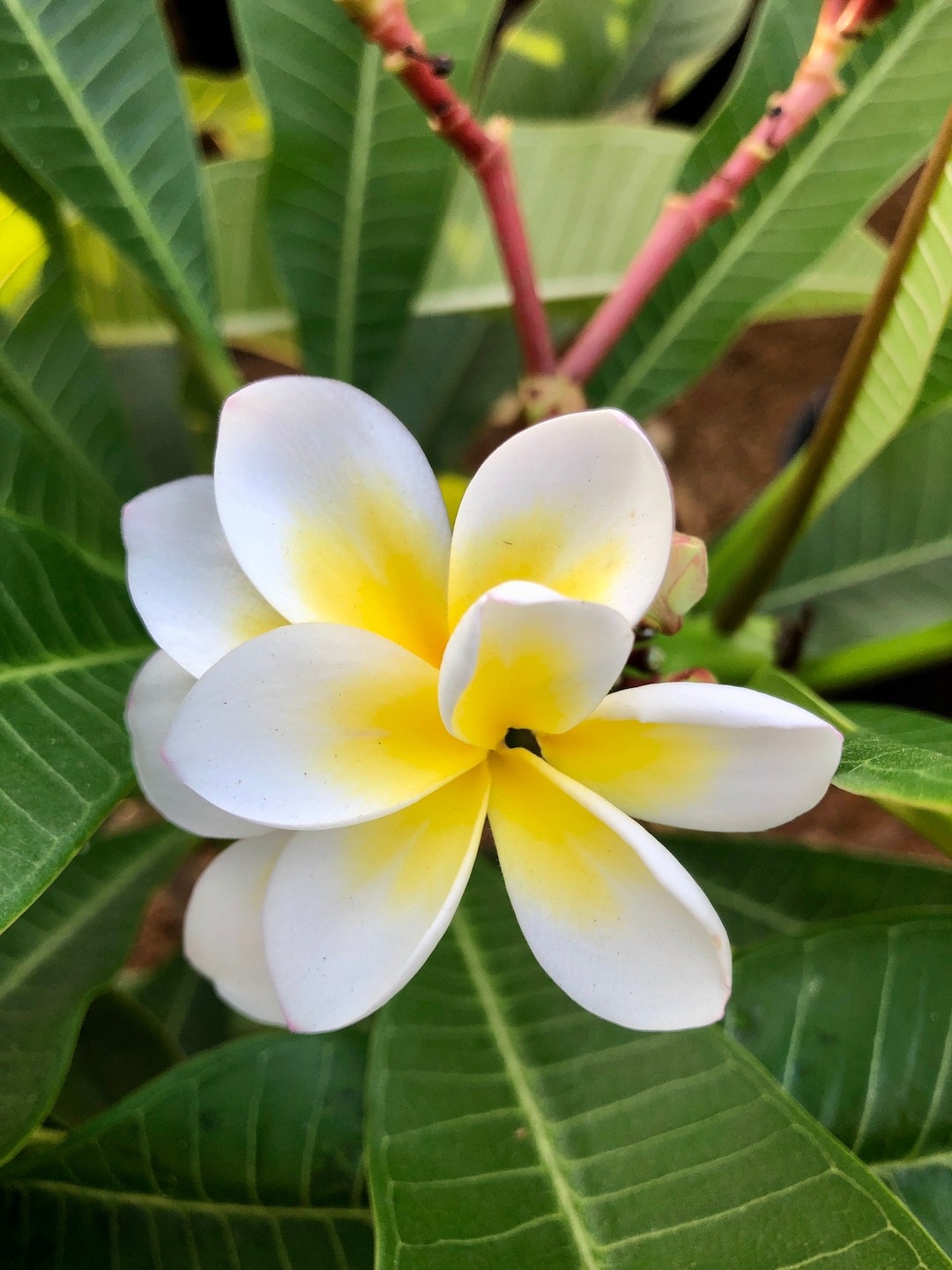 Yellow Plumeria Flowers Bali Whirl Easy to Grow OUR GUARANTEE - Etsy