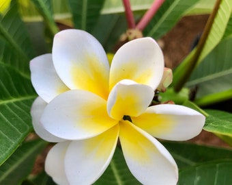 Yellow Plumeria Flowers Bali Whirl, Easy to Grow OUR GUARANTEE