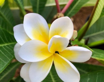 バリ・ワール・プルメリア（珍しい二重花弁のフランジパニ）の植物、芳香のあるハワイの熱帯の花