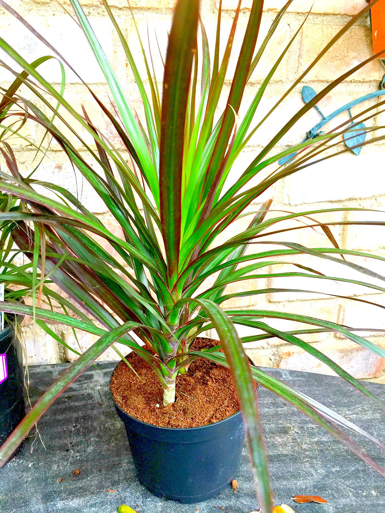 Dracena marginata plant information