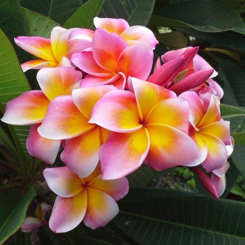 Plumeria Pink Flower DIANA A Perfect Gift for Every Occasion - Etsy