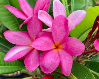Rooted Pink Plumeria Tree – Established Frangipani Tropical Plant, Fragrant Hawaiian Flower