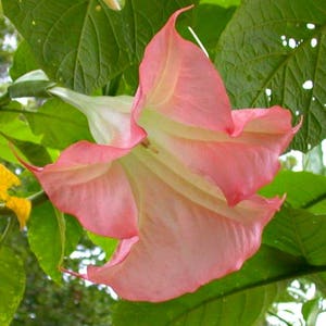 Angel Trumpet Brugmansia Suaveolens Plant Easy To Grow OUR GUARANTEE image 6