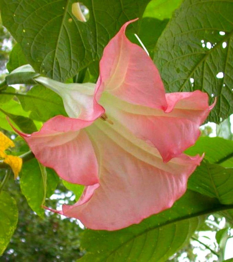 Angel Trumpet Brugmansia Suaveolens Plant Easy To Grow OUR GUARANTEE image 6