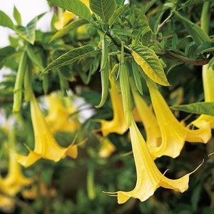 Angel Trumpet Brugmansia Suaveolens Plant Easy To Grow OUR GUARANTEE yellow rooted plant