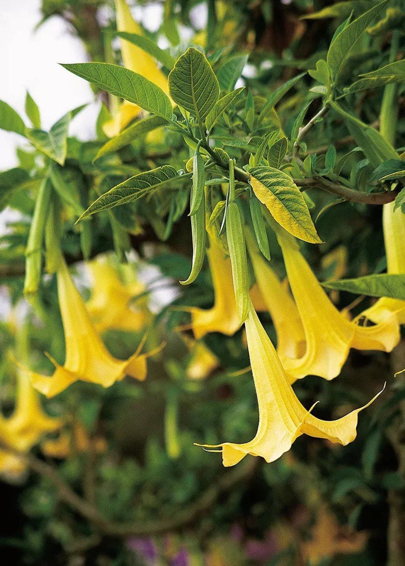 Angel Trumpet Brugmansia Suaveolens Plant Easy To Grow OUR GUARANTEE yellow rooted plant