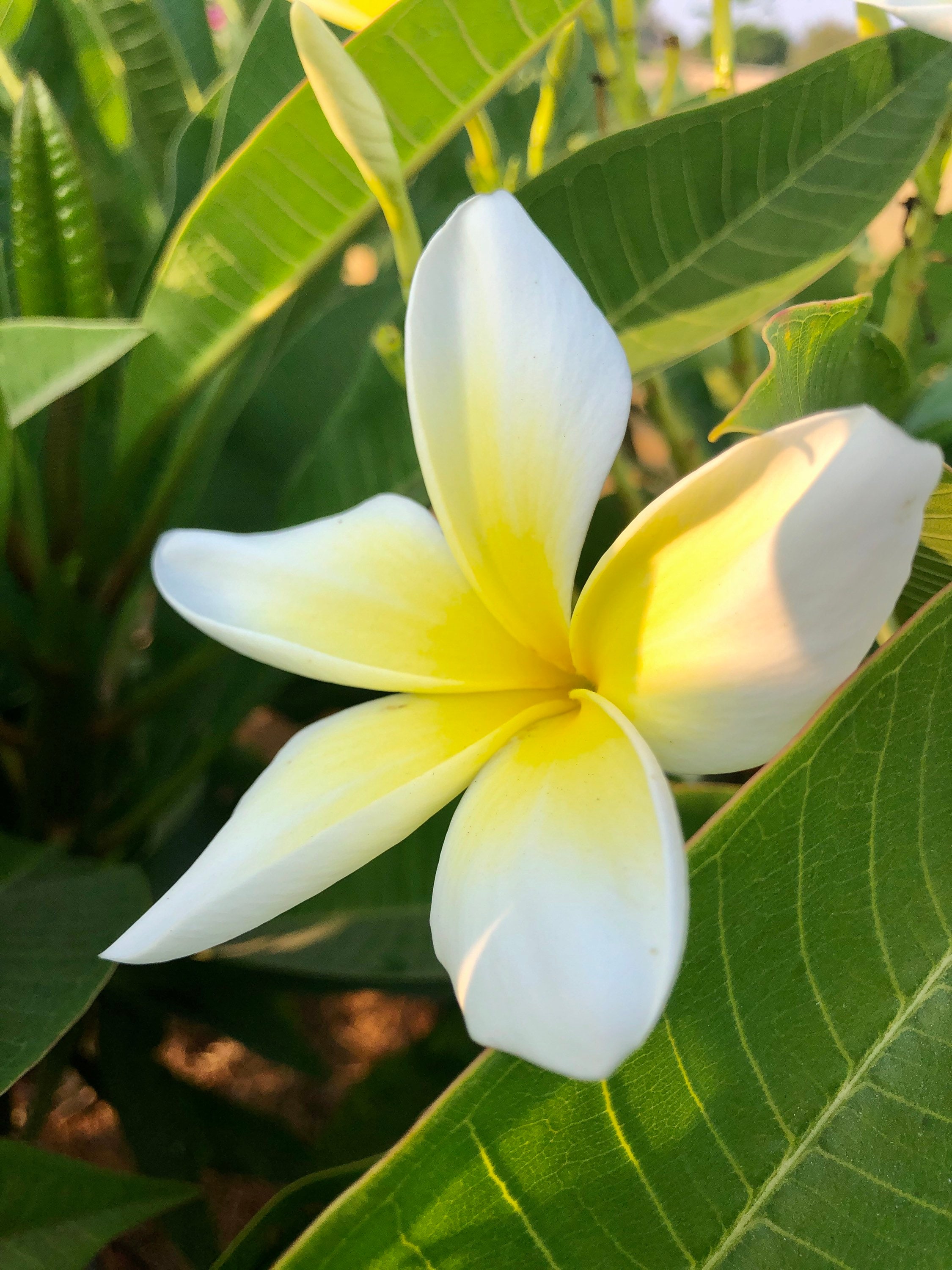 Yellow Plumeria Plant – Fragrant Tropical Frangipani – Live Rooted