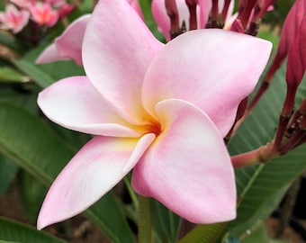 Pastel Plumeria Live Plant – Rare Frangipani Tropical Bloom, Fragrant Hawaiian Flower