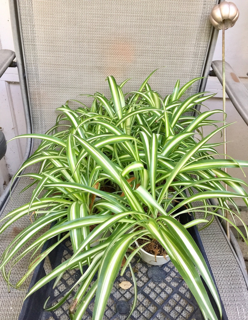 How to care for a spider plant in the winter information