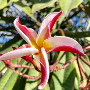 May include: Close-up of a plumeria flower with white petals edged in red, surrounding a yellow center. The flower is in focus, with green leaves and blue sky in the blurred background. The flower is in full bloom.