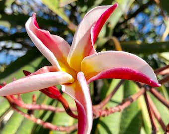 Madame Poni Plumeria Plant – Rare Fragrant Tropical Collector Variety