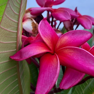 Plumeria Red Flower, A Perfect Gift OUR GUARANTEE image 1