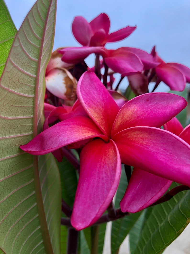 Plumeria Red Flower, A Perfect Gift OUR GUARANTEE image 1