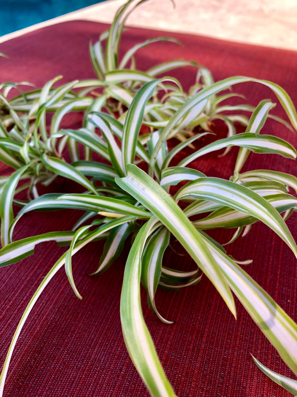 5 Cutting Spider Plant Babies with Variegated Leaves A