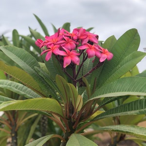 Plumeria Red Flower, A Perfect Gift OUR GUARANTEE image 2