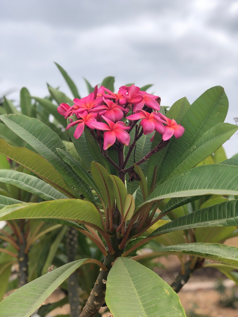 Plumeria Red Flower, A Perfect Gift OUR GUARANTEE image 2