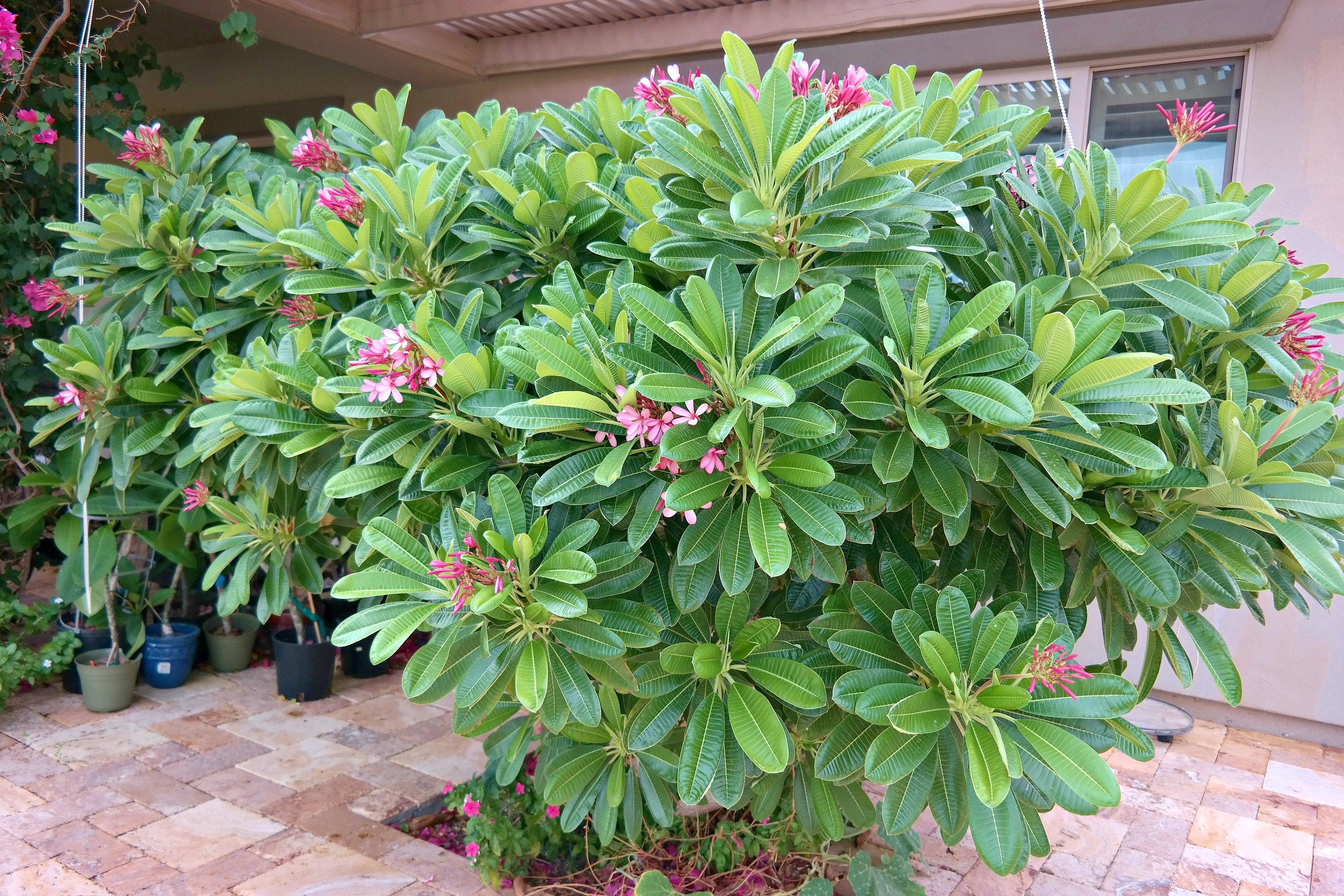 Dwarf Plumeria Plant Easy to Grow OUR GUARANTEE Etsy