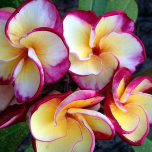 Free shipping Plumeria Plant Dragon Tears Easy to Grow OUR GUARANTEE