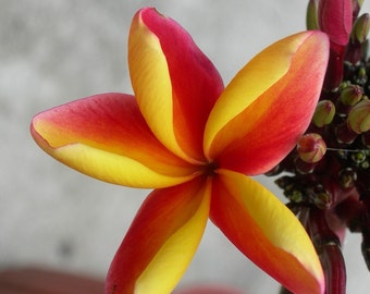 Rare Orange Plumeria Plant – Exotic Frangipani – Collector Variety – Fragrant Tropical Blooms – Live Rooted Plant
