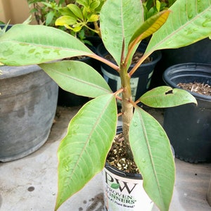 Dwarf Plumeria Plant A Perfect Gift OUR GUARANTEE image 3