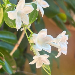Star Madagascar Jasmine Plant – Fragrant Stephanotis Vine – Live Tropical Houseplant – Wedding Flower – Easy Care Climber