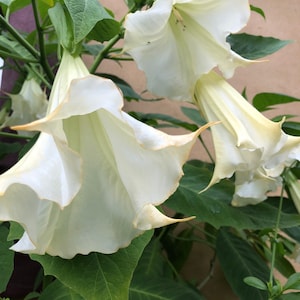 Angel Trumpet Brugmansia Suaveolens Plant Easy To Grow OUR GUARANTEE white rooted plant