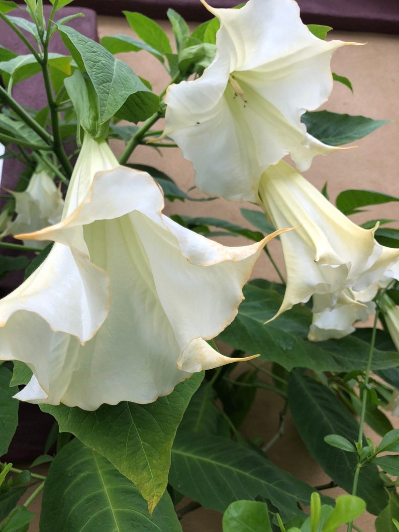 Mixed Angel Trumpet Plant Brugmansia Suaveolens Plant Easy To