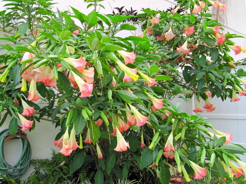 Angel Trumpet Brugmansia Suaveolens Plant Easy To Grow OUR GUARANTEE image 5