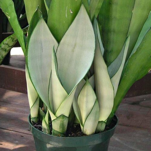Moonshine Snake Plant - Sansevieria moonshine Sansevieria trifasciata, Snake pla