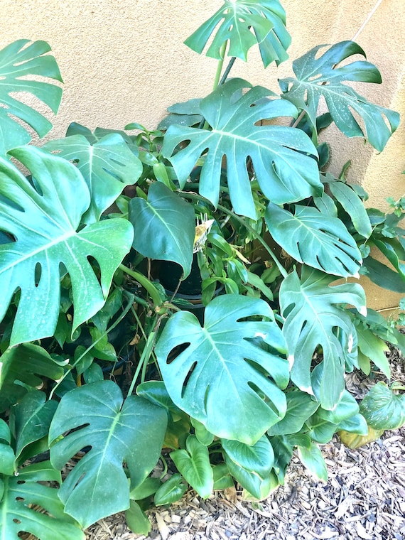 Philodendron Monstera deliciosa