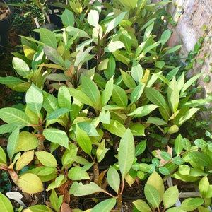 Dwarf Plumeria Plant A Perfect Gift OUR GUARANTEE image 5