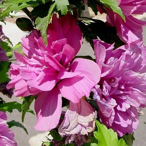 Purple Rose of Sharon Live Plant – Hardy Hibiscus Shrub | Perennial Flowering Plant for Garden or Landscape | Attracts Butterflies & Bees