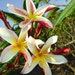 see more listings in the Plumeria Plants section