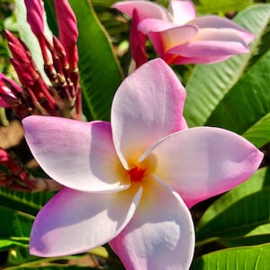 Pink Plumeria Plant, Tropical Frangipani with Gorgeous Blooms, Live Rooted Cutting, Fragrant Flower for Garden or Patio