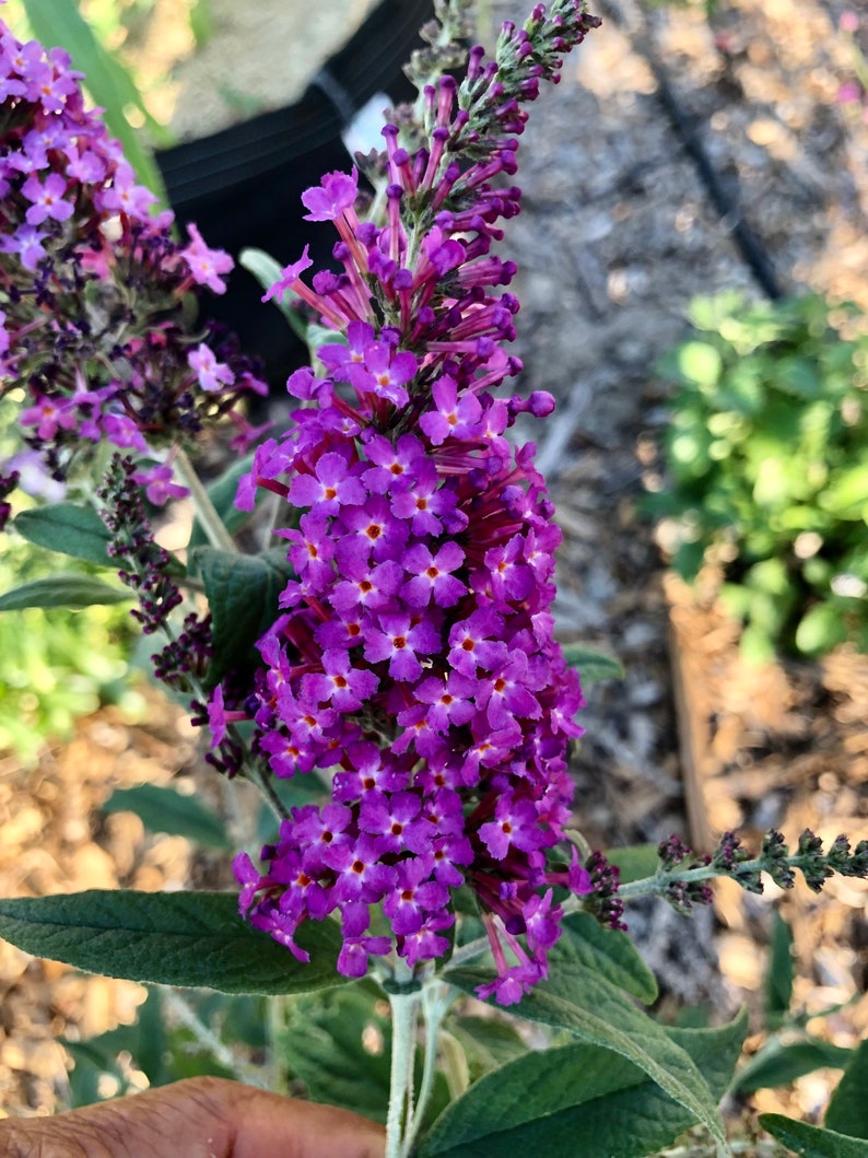 Flowering Butterfly Bushes Starter Plant A Perfect Plant for Etsy