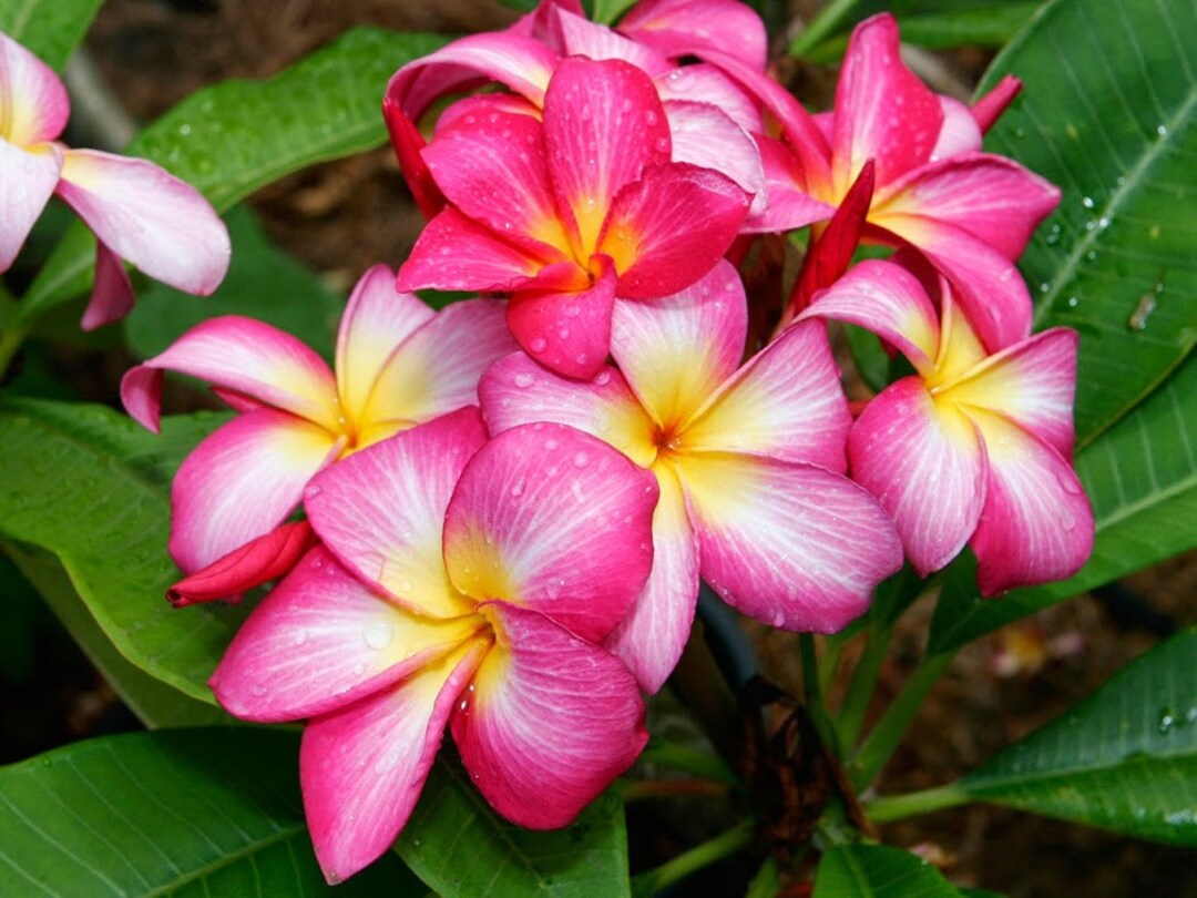 Exotic Thailand Pink Rainbow Plumeria, Vienna Rose, A Perfect Gift OUR